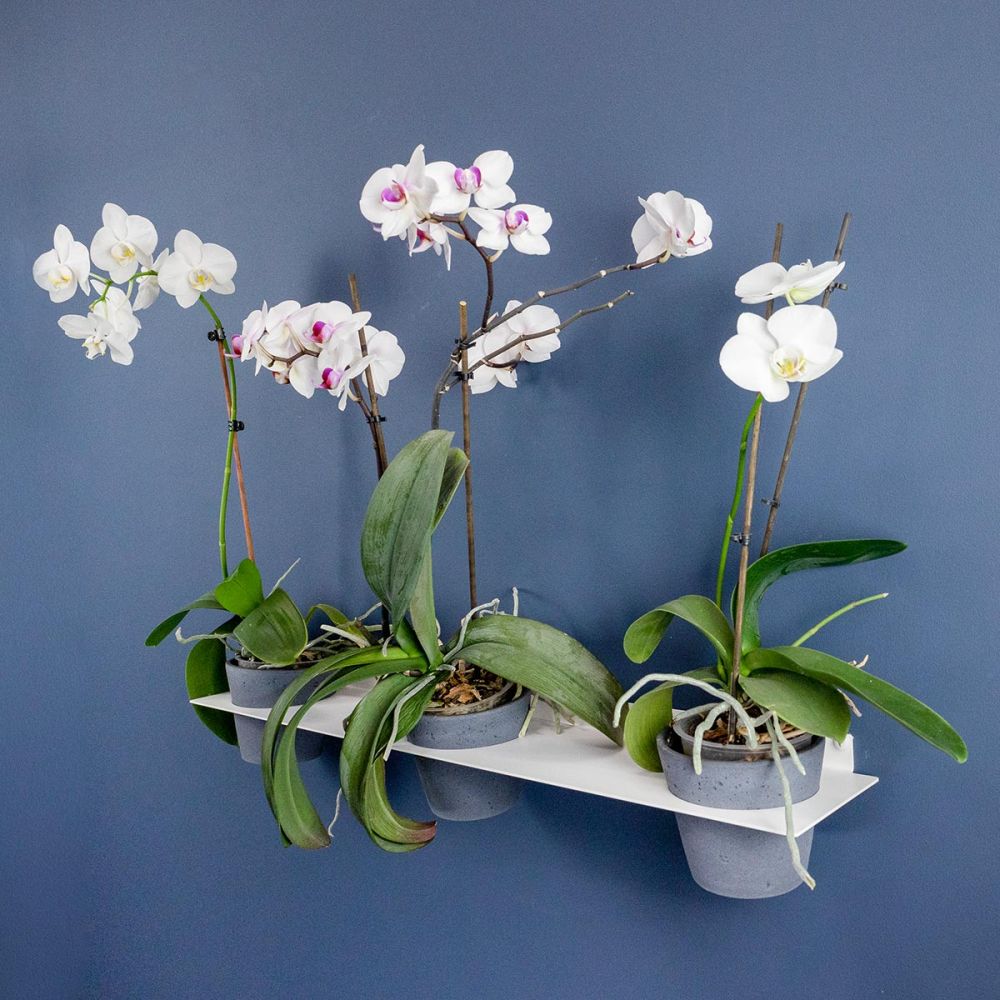 flatrack shelf flower 800 - Blumenhalter